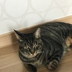 [고양이] 초코+<b>쿠키</b>네~