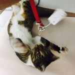 [고양이] 걸리 <b>앞발</b> 팡팡 걸리야 이건 뿌수는게 아니야ㅜㅜ