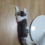 고양이 달이 3탄