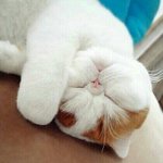 <b>난쟁이</b>돼지 겁나보고파..