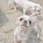 5kg/4살  *금방이라도 꿀이 떨어질거 같은 큰 눈을 가진 <b>도담이</b>.