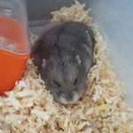 우리집 <b>햄스터</b>나 보고가라