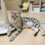 [고양이] <b>사랑</b>하는 나의 <b>아미</b>짱13