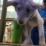 [강아지] <b>온몸</b> 피부병으로 고생하던 꽃순이