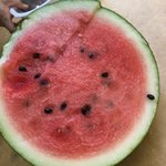 [조언부탁해] 얘들아 이거 <b>수박</b> 모자이크병이야?ㅠㅠ