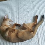 [고양이] 우리집 재간둥이 일상 소개해요