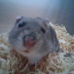 우리집 <b>햄스터</b>나 봐라