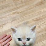 [고양이] <b>백호</b>입니다:)