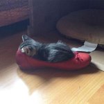 넓은 집이 냥이에겐 <b>사치</b>인 이유...