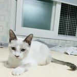 [고양이] <b>미묘</b> 고양이 크리미