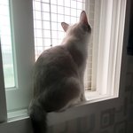 [고양이] <b>낭만</b>크리미