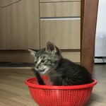 [고양이] 초코<b>쿠키</b>네3