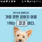 [EXO] 작년 <b>조사결과</b> 가장 흔한 멍멍이 이름이래