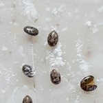 [꼭조언부탁] (후기)백* 부침가루 속 다량의 검은 이<b>물질</b>