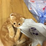 울집 주인냥반 소개해요 ㅋㅋㅋ