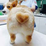 렌즈미 워터<b>앰</b><b>플</b> 그레이