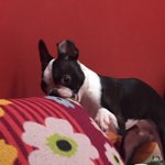 [강아지] 보스턴테리어 마리와 잉글리쉬<b>불독</b> 메리 3탄