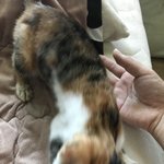 나 오늘 유기묘 입양했어ㅠㅠㅠㅠ 너무 귀<b>엽당</b>