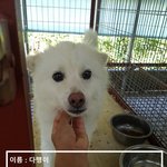 [강아지] 할머님의 의식불명으로 가족을 잃은 다행이