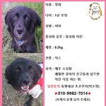[강아지] 지옥같은 뜬장에서 아기를 낳은 <b>영희</b>