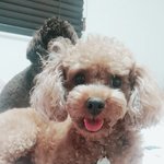 [드루와] 우리 집 강아지 씹<b>존귀</b>임 다들 보고가