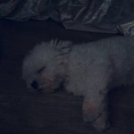 [드루와] <b>울집</b> 댕댕이