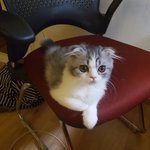 고양이 달이 4탄
