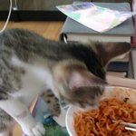 우리<b>집</b>냥이 내가 밥먹을때마다 구경<b>옴</b>;;