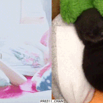 [세븐틴] 우리 화력..