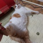 나의 동거묘 <b>도칠</b>이 2017년 7월 여름..