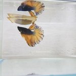 <b>베타</b>키우기 3