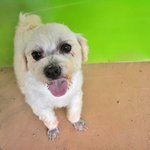 <b>맑음</b>/말티즈/남아(중성화 완료)/2세/3kg  * 순둥순둥하고 맑은...