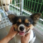 [강아지] 보육원 앞에 버려진 삐용이