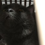 [고양이] 4살 <b>츄</b>리를 소개합니다~