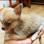 [강아지] 개 세마리와의 동거