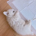 우리집 댕댕이2