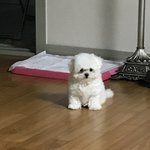 우리집 댕댕이3