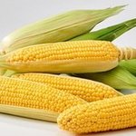 얘들아 ㄹㅇ 신세계임 스위트콘옥수수(초당옥수수) 꼭 먹어봐!!!