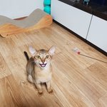 [고양이] 재간둥이 라떼의 다양한 포즈, 표정