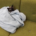 쌍수 어때?(오늘 실밥품) [<b>미방</b>]