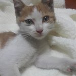 졸졸쫓아오는 <b>아가</b>냥이 도와주세요!
