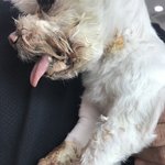 [방탈죄송] 애견카페에서 내새끼가 죽을뻔했습니다