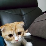 [고양이] 우리집 박봉구 乃