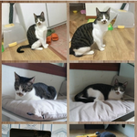 아깽이때 구조됬는데 몇달이 지나도록 소식이 없는 안타까운 냥이들...