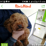 [성남시] 각<b>각지</b> 이유로 주인과 헤어져 시보호소에 들어온 아이들입니다...