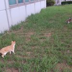[댓글부탁해] <b>야옹</b>이 세마리를 찾아보세요