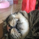 [고양이] 초코<b>쿠키</b>네 4