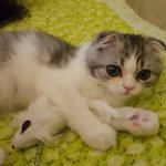<b>세</b>젤귀 고양이 <b>달</b>이 5탄