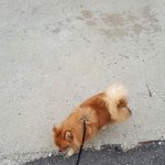 공부가 안됄땐 <b>산책</b>이지