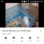[댓글부탁해] 유튜브하다 고양이학대?하는 사람 발견한것같은데..고양이너무불쌍하다